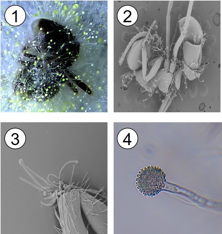 (4圖分解說明)實驗數據證明本研究所發表之「Aspergillus nomius專利菌株AA-781」，在施灑至疣胸琉璃蟻體表後1~2天內即可造成螞蟻死亡，並在72小時於螞蟻體表即冒出黃色真菌孢子(圖1)。透過電子顯微鏡觀察更證實受感染的疣胸琉璃蟻體上節間所產生的菌絲(圖2、3)與分生孢子囊(圖4)，可再經由風雨等媒介傳播，或是社會性螞蟻的交互清理進而感染蟻巢內其他螞蟻個體，達到防治效果。